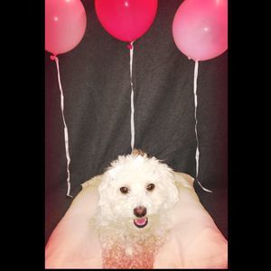 Meet your Posher, Jasmin